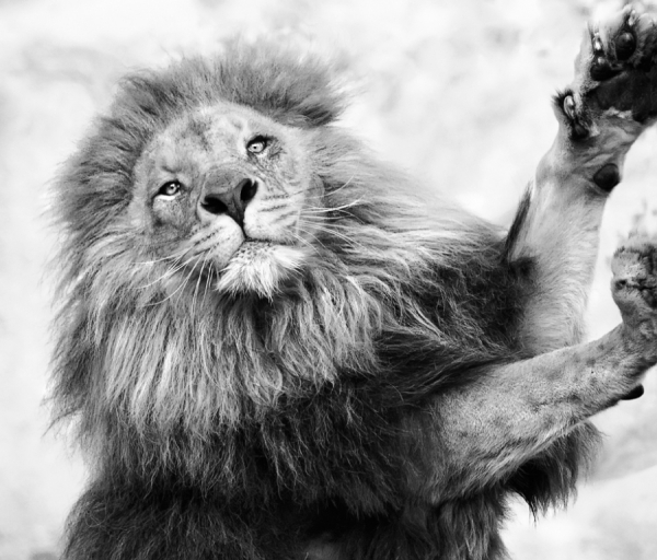 Photograph Juan Luis Duran Lion on One Eyeland